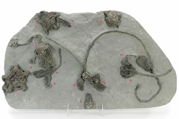 Fossil Crinoid Plate (Nine Species) - Crawfordsville, Indiana #231996